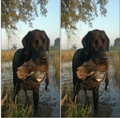 Duck Hunting Cornhole Wraps - Set Of 2