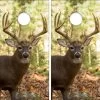 White-Tailed Deer Cornhole Wraps - Set Of 2 2 White-Tailed Deer Cornhole Wraps - Set Of 2 -Pro Cornhole Shop Large white tailed deer buck in woods 92558.1701461836