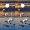 Mallard Ducks Cornhole Wraps - Set Of 2 -Pro Cornhole Shop Mallard Ducks 49509.1445035750